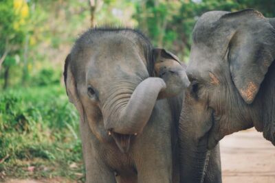 Koh Samui: Elephant Kingdom Sanctuary Half-Day Tour - Arriving at the sanctuary: what the learning part gives you