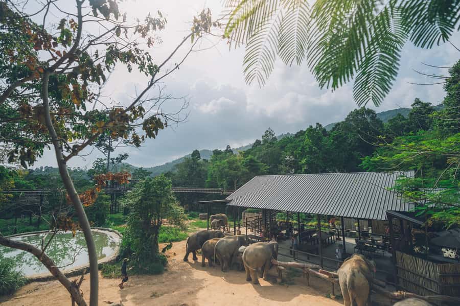 Koh Samui: Elephant Kingdom Sanctuary Half-Day Tour - Ethics and what the tour does not include