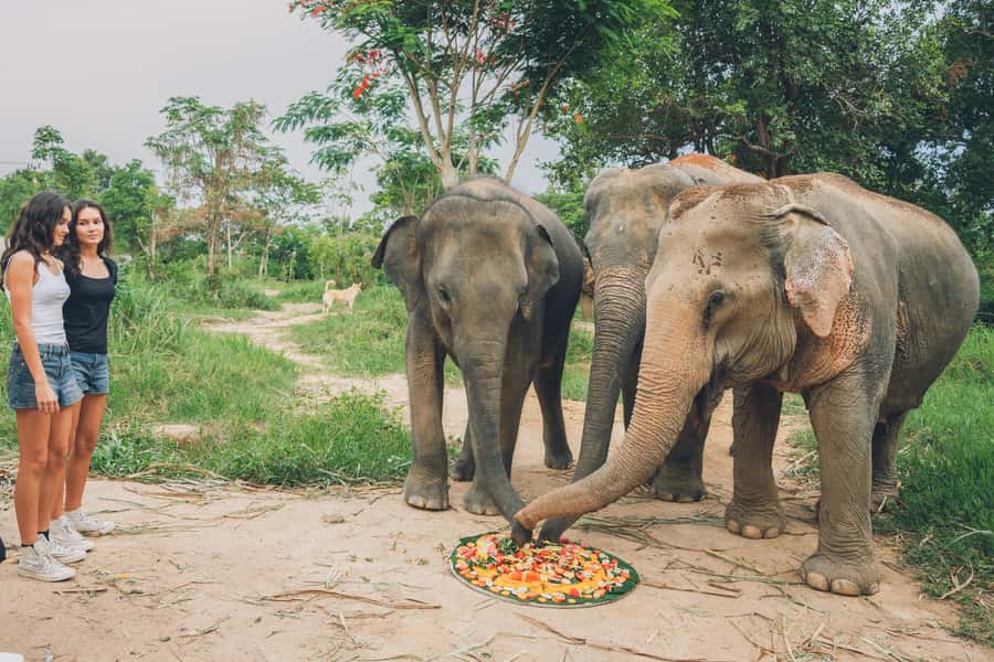Koh Samui: Elephant Kingdom Sanctuary Half-Day Tour - Price and value: is $96 worth it in Koh Samui?
