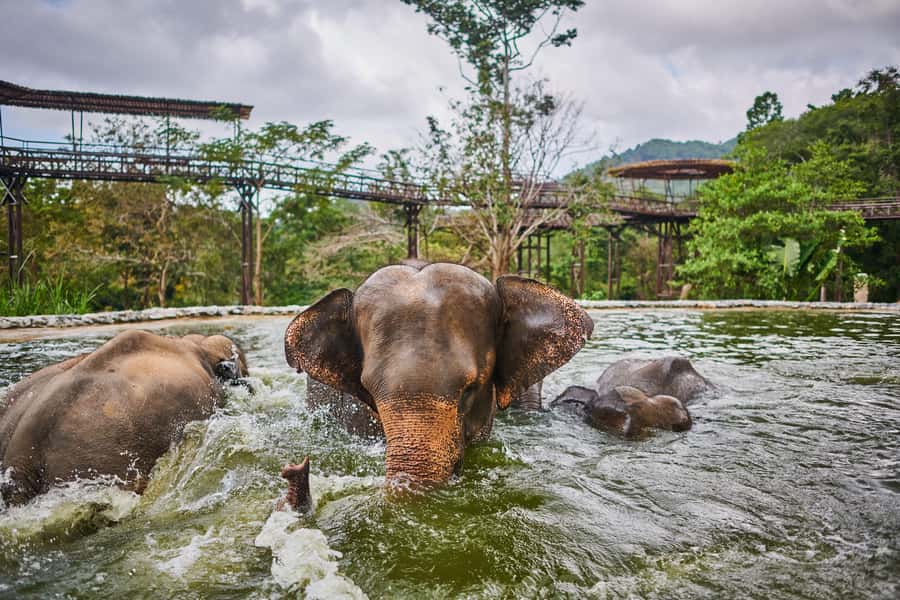 Koh Samui: Elephant Kingdom Sanctuary Half-Day Tour - Who should book this Koh Samui elephant sanctuary half-day