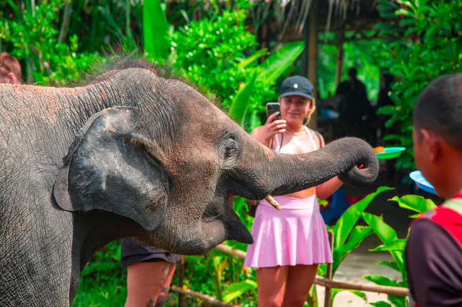 Koh Samui: Elephant Sanctuary and Jungle Tour with Lunch - Key highlights worth planning around