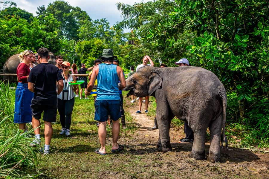 Koh Samui: Elephant Sanctuary and Jungle Tour with Lunch - Why this Koh Samui tour feels efficient (and fun)