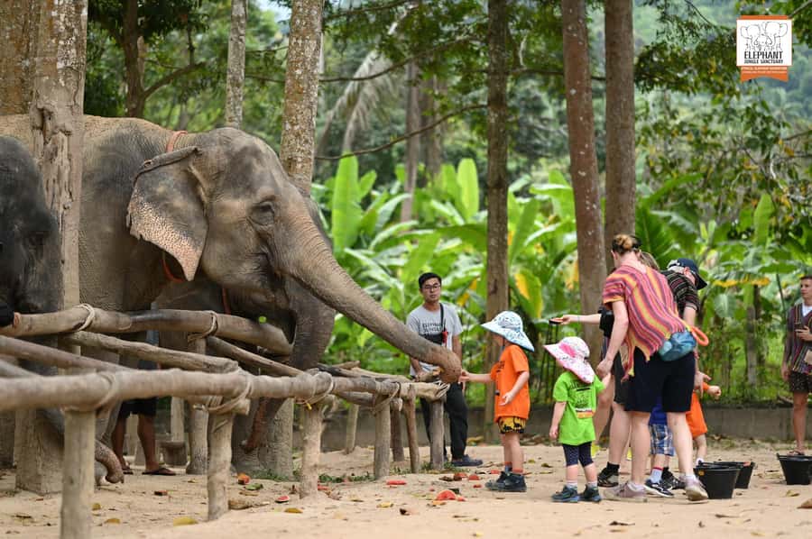 Koh Samui: Elephant Sanctuary Entry and Feeding Experience - Why This Koh Samui Sanctuary Feeding Feels Different From Typical Elephant Tours