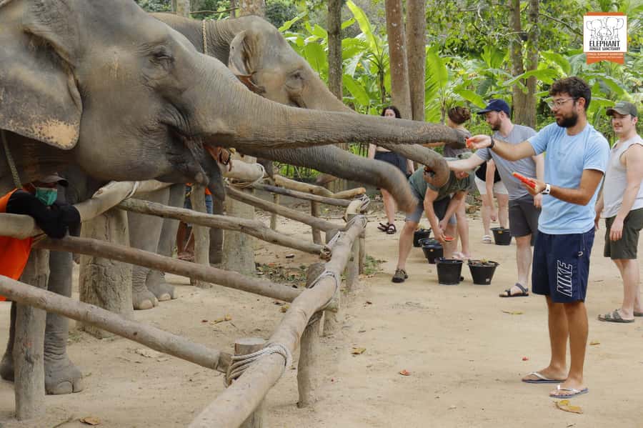 Koh Samui: Elephant Sanctuary Entry and Feeding Experience - What Your First Minutes Usually Look Like: Check-In and Food Prep