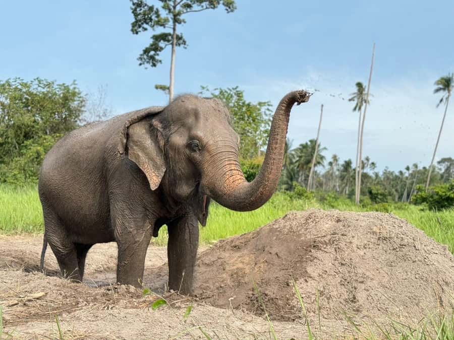 Koh Samui: Ethical Elephant Home Guided Tour with Transfers - Key things I’d pencil into your Koh Samui day
