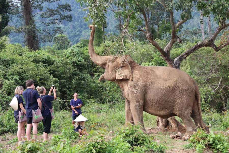 Koh Samui: Ethical Elephant Home Guided Tour with Transfers - The Museum Stop: Thai Elephant Heritage in Plain, Practical Terms