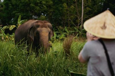 Koh Samui: Ethical Elephant Home Guided Tour with Transfers - Pickup, Arrival, and the First Hour’s Safety Briefing