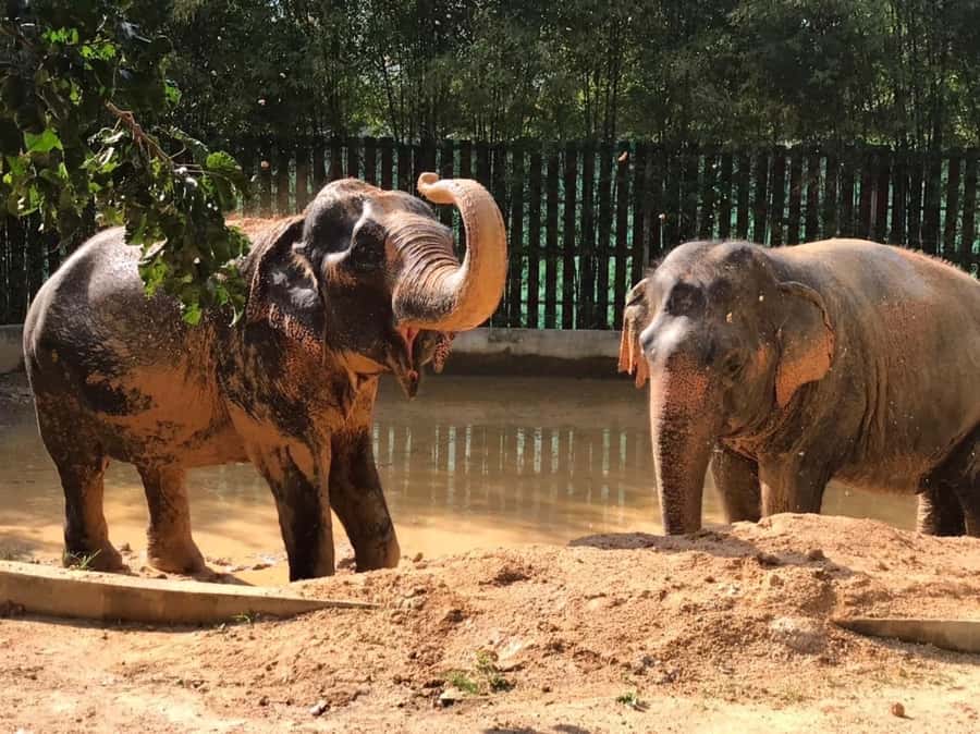 Koh Samui: Ethical Elephant Home Guided Tour with Transfers - Seed Bombs: The Conservation Activity That Feels Less Like a Craft