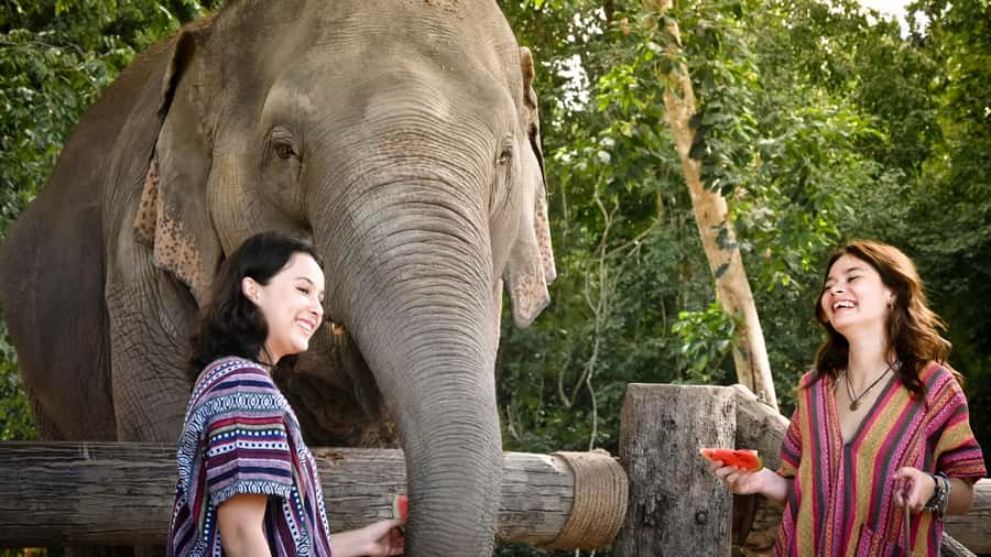 Koh Samui: Feed & Shower with Elephants Experience - Key things I’d prioritize before you go