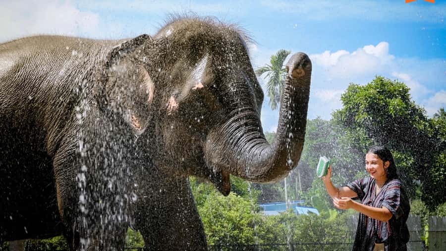 Koh Samui: Feed & Shower with Elephants Experience - Elephant Jungle Sanctuary Samui in Mae Nam: what you’re really paying for