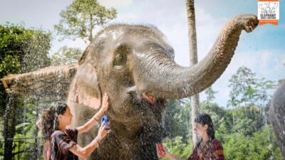 Koh Samui: Feed & Shower with Elephants Experience - Hotel pickup and arrival: how to plan your Koh Samui day