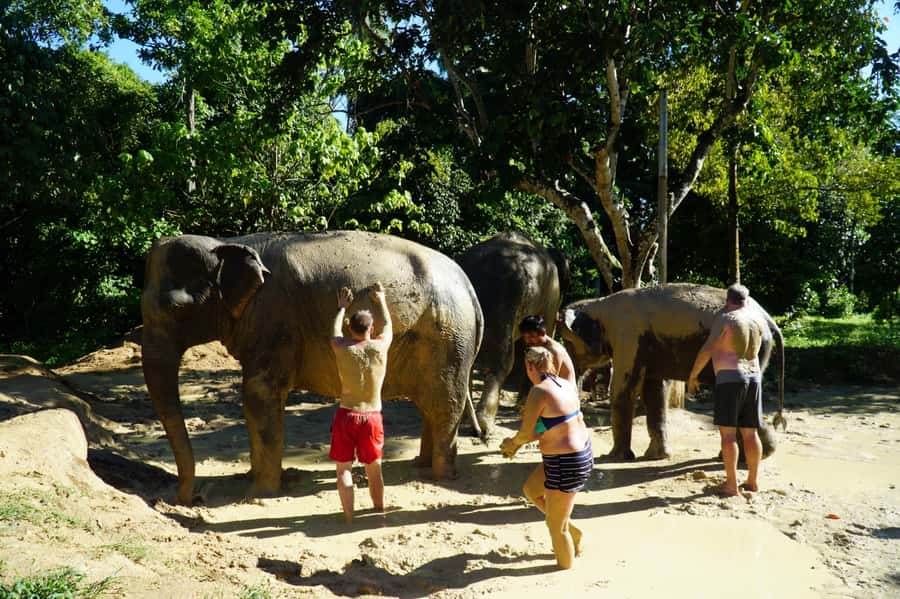 Koh Samui: Half-Day Ethical Elephant Sanctuary with Mud Spa - Key things I’d bet on before you go