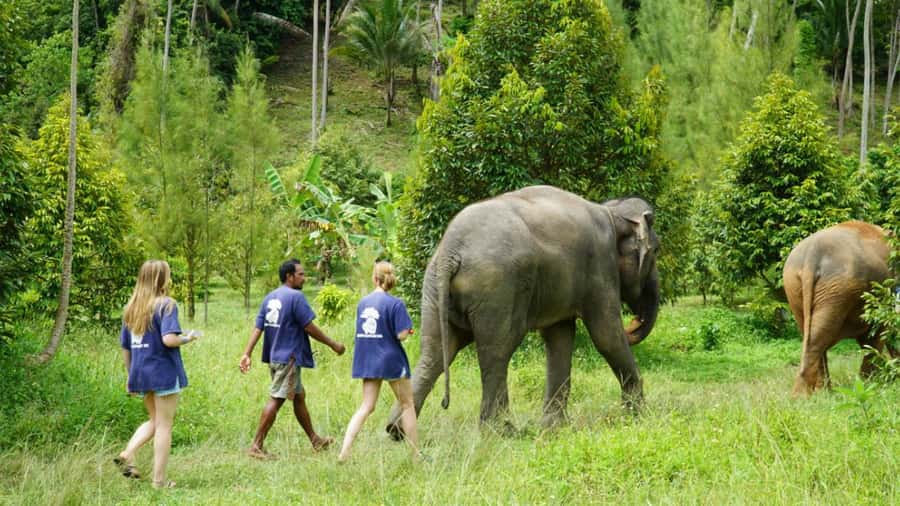 Koh Samui: Half-Day Ethical Elephant Sanctuary with Mud Spa - Who should book this half-day mud spa, and who should skip it