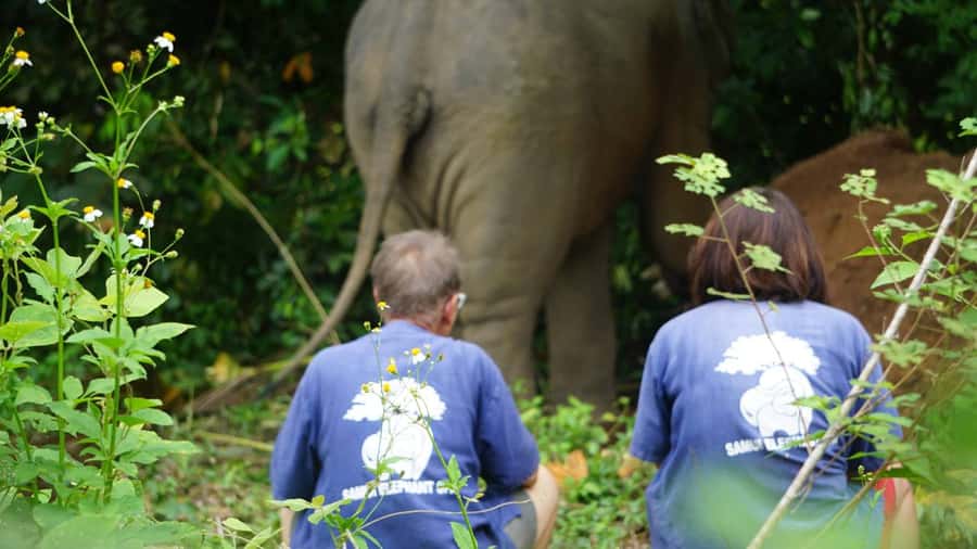 Koh Samui: Half-Day Ethical Elephant Sanctuary with Mud Spa - Feeding time and the jungle walk: learning their daily rhythm