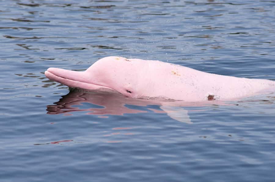 Koh Samui: Pink Dolphin Spotting & Pig Island Speedboat Tour - Key Things That Make This Tour Worth Your Time