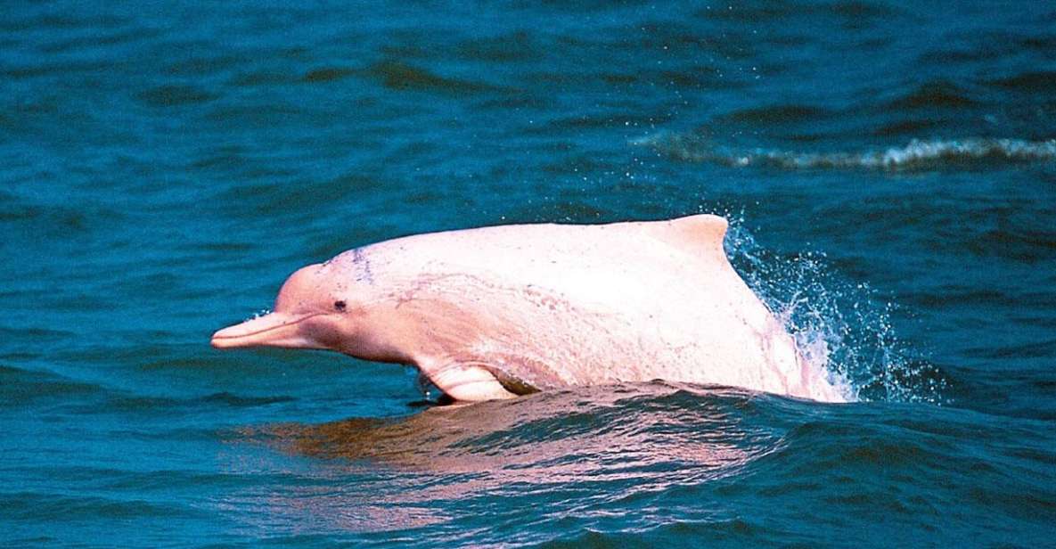 Koh Samui: Pink Dolphin Spotting & Pig Island Speedboat Tour - Pig Island With Free-Roaming Boars: The Most Fun Stop for Many People
