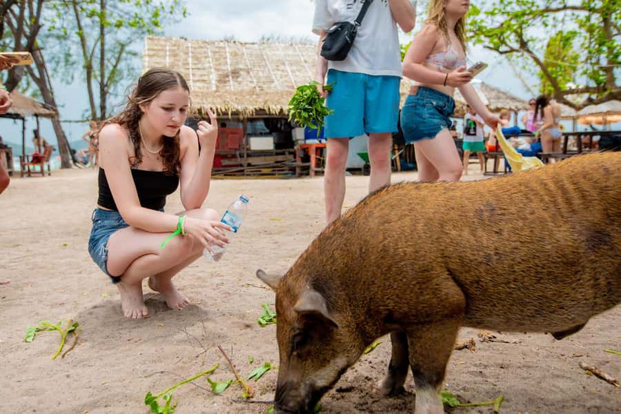 Koh Samui: Pink Dolphin Spotting & Pig Island Speedboat Tour - The Whole Day Pacing: When 6 Hours Feels Fast, and When It Drags