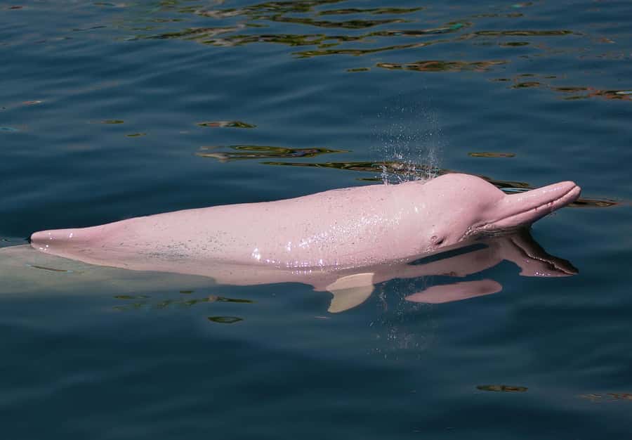 Koh Samui: Pink Dolphin Spotting & Pig Island Speedboat Tour - Price and Value: Is $72 Worth It?