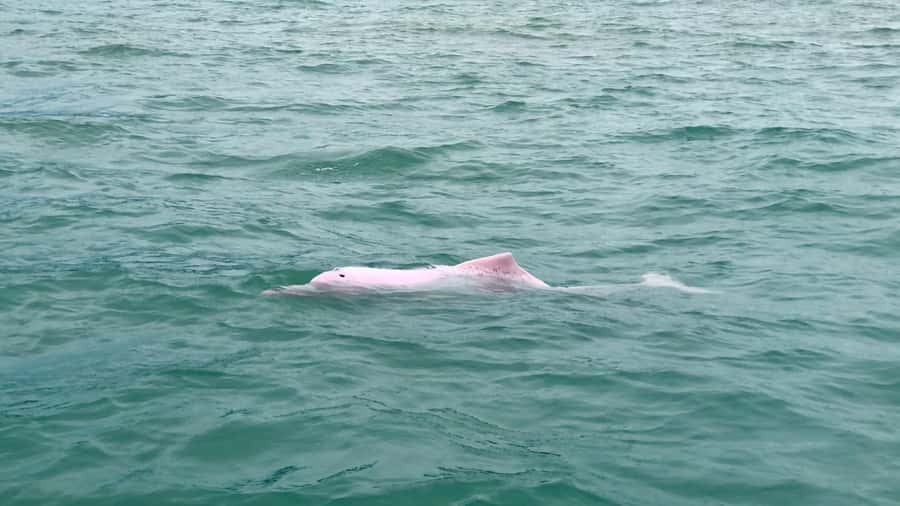 Koh Samui: Pink Dolphin Spotting & Pig Island Speedboat Tour - Who This Tour Fits Best (and Who Should Skip It)