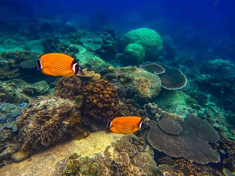 Koh Tao: Koh Nangyuan & Hidden Bays Snorkeling Tour w/ Lunch - Koh Tao’s bays you’ll swim: Mango Bay, Hin Wong, Ao Leuk, Shark Bay