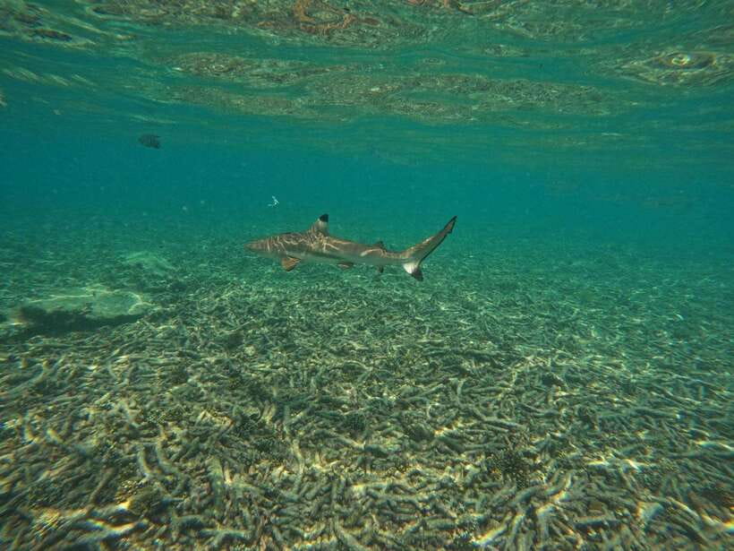 Koh Tao: Koh Nangyuan & Hidden Bays Snorkeling Tour w/ Lunch - Marine life: what you can realistically hope to see
