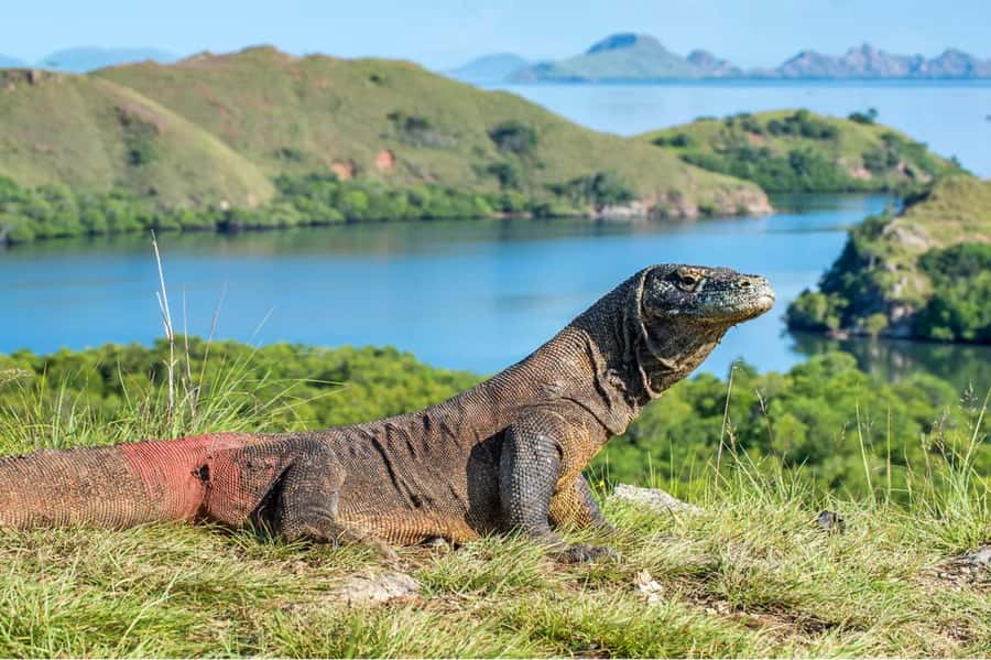 Komodo Island: Komodo Dragons & Islands Day Tour - Pink Beach: unusual sand, real snorkeling conditions