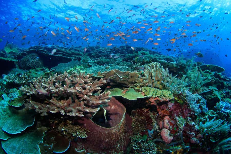 Komodo Island: Komodo Dragons & Islands Day Tour - Komodo Island: walking with the world’s largest lizards