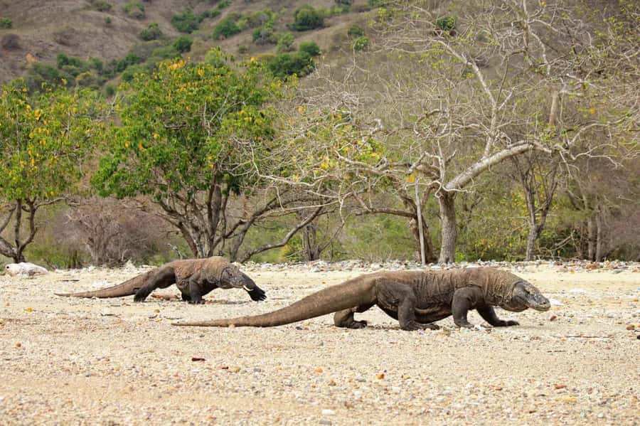 Komodo Island: Komodo Dragons & Islands Day Tour - Price and real value: what $92 gets you (and what costs extra)