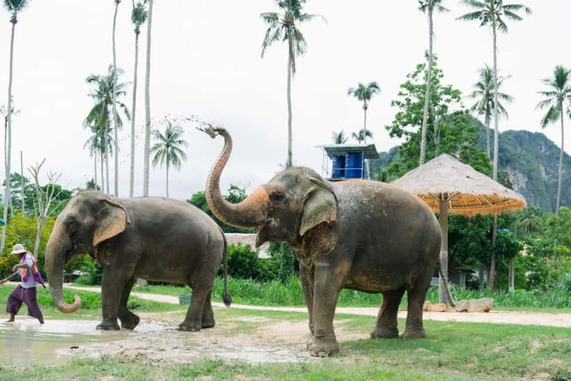 Krabi: Ao Nang Elephant Sanctuary Half-Day Tour - Key Things I’d Circle Before You Book