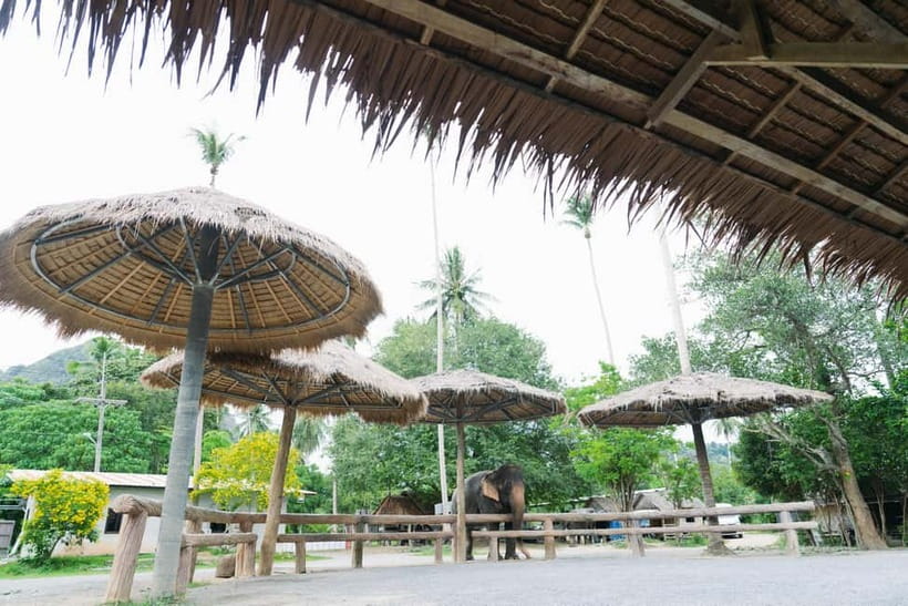 Krabi: Ao Nang Elephant Sanctuary Half-Day Tour - The First Lesson: How to Interact Without Being That Person