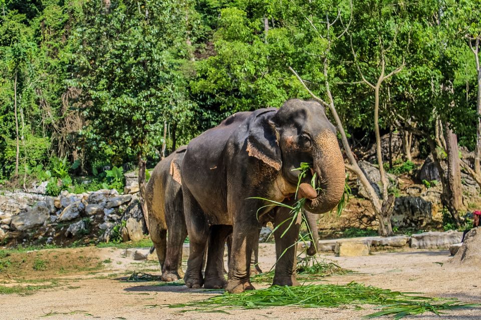 Krabi: Ao Nang Elephant Sanctuary Half-Day Tour - Food and Drinks: A Reasonable Bonus, Not a Meal Replacement