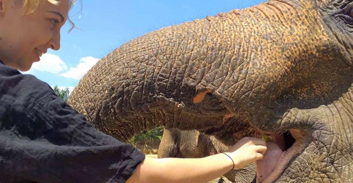 Krabi: Elephant Care House Guided Tour with Hotel Transfers - Key things I’d mark on your shortlist