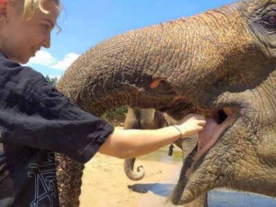 Krabi: Elephant Care House Guided Tour with Hotel Transfers - Hotel transfers and timing: getting there without wasting your day