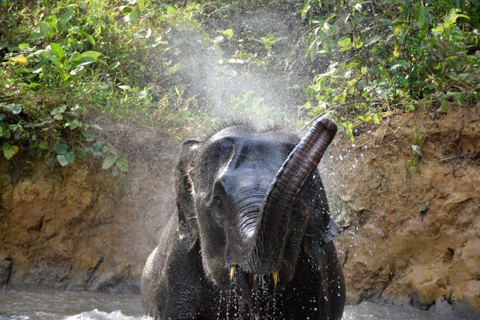 Krabi: Elephant Care House Guided Tour with Hotel Transfers - Scrubbing, skin cleaning, and bathing: what the “hands-on” moments really mean