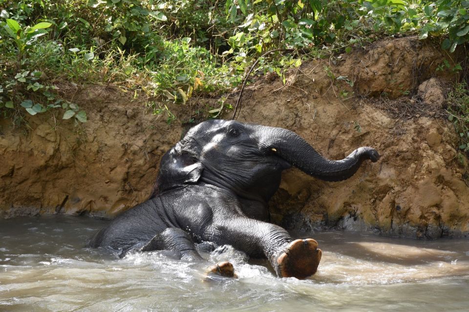 Krabi: Elephant Care House Guided Tour with Hotel Transfers - Who this tour suits best in Krabi