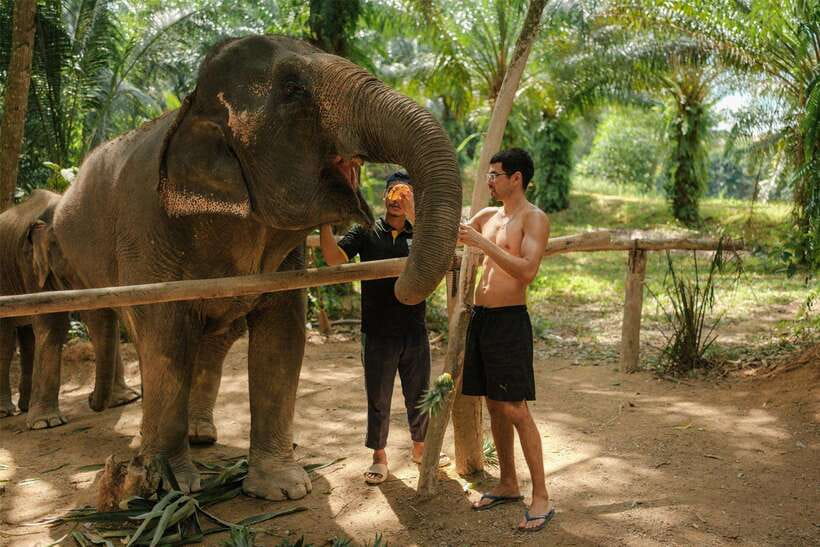 Krabi: Elephant Sanctuary (near Ao Nang) Visit - Why this 30-minute elephant feeding option fits Krabi so well