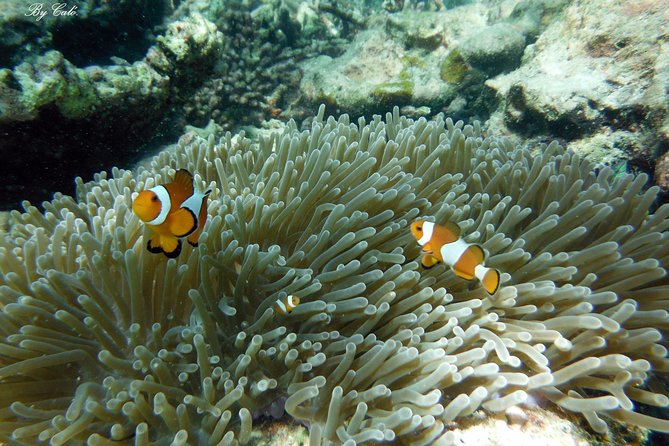 Krabi to James Bond and Hong Islands Offbeat Speedboat Tour - Getting the Value Right: What You Pay for
