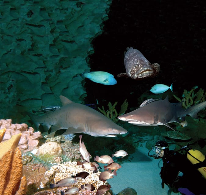 Kuala Lumpur: Aquaria KLCC Entry Ticket - Sharks, rays, jellyfish, and the animals you’ll actually remember