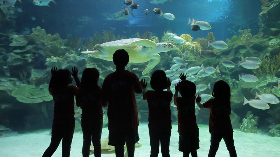 Kuala Lumpur: Aquaria KLCC Entry Ticket - Touch pool time: starfish and sea cucumbers up close
