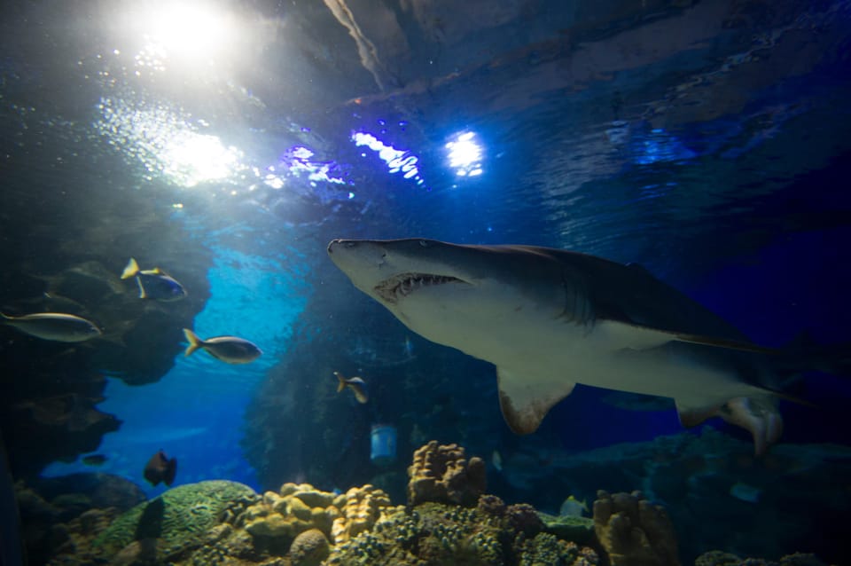 Kuala Lumpur: Aquaria KLCC Entry Ticket - Practical tips that make your visit smoother
