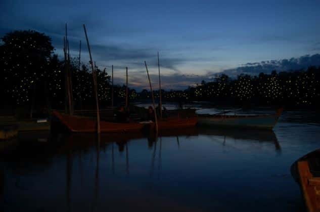 Kuala Lumpur: Fireflies & Blue Tears Tour with Seafood Meal - Key highlights you’ll care about