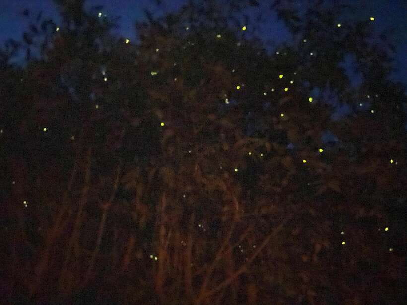Kuala Lumpur: Kuala Selangor Fireflies and Blue Tears Tour - Quick hits for this Kuala Selangor fireflies and Blue Tears tour