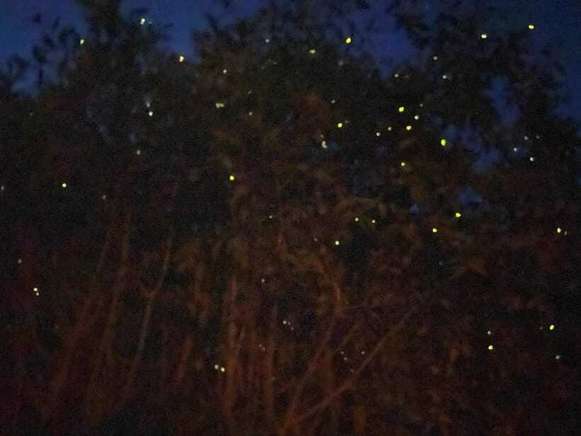Kuala Lumpur: Kuala Selangor Fireflies and Blue Tears Tour - Should you book the Kuala Selangor Fireflies and Blue Tears tour?