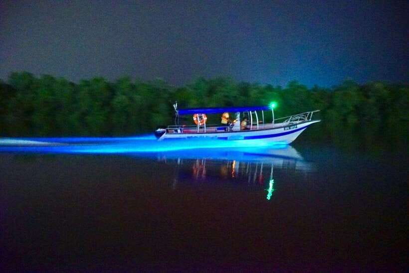Kuala Lumpur: Kuala Selangor Fireflies and Blue Tears Tour - Why this night cruise from Kuala Lumpur feels special
