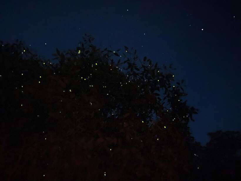 Kuala Lumpur: Kuala Selangor Fireflies and Blue Tears Tour - Monkey time at the river: silvered leaf monkeys and macaques