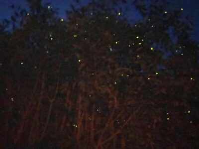 Kuala Lumpur: Kuala Selangor Fireflies and Blue Tears Tour - Kota Melawati fortress: history you can actually walk