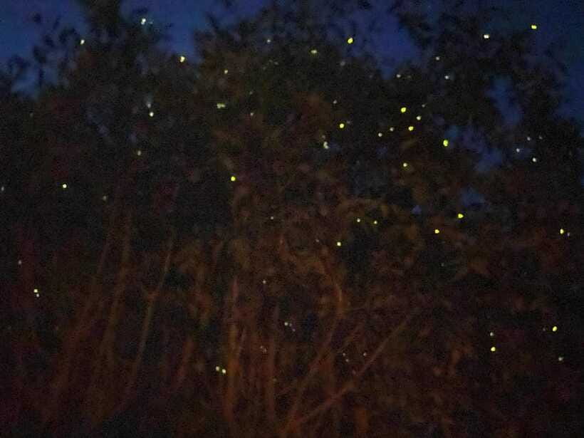 Kuala Lumpur: Kuala Selangor Fireflies and Blue Tears Tour - Price and value: is $79 reasonable for what you get?