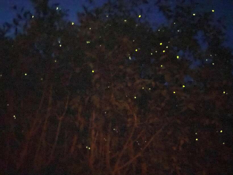 Kuala Lumpur: Kuala Selangor Fireflies and Blue Tears Tour - Kota Melawati fortress: history you can actually walk