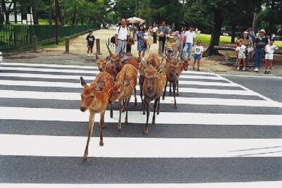 Kyoto and Nara Day Trip from Kyoto - Nijo Castle: The Shogun’s Power, Hidden Behind Carved Calm