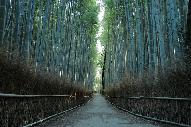 Kyoto Early Morning Tour with English-Speaking Guide - Your guide experience: English help plus real transit tips